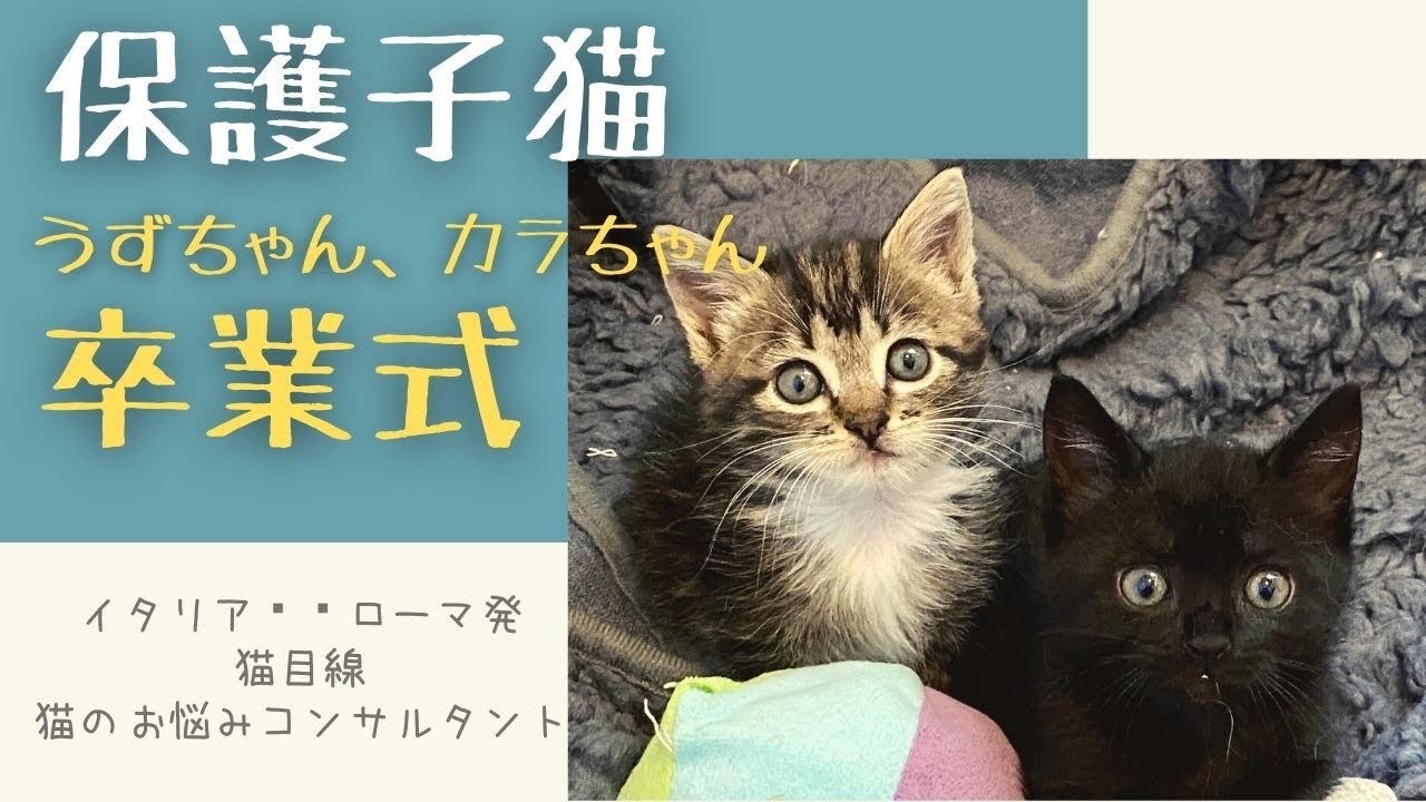 保護子猫、うずちゃんカラちゃん、里親さんが見つかりました