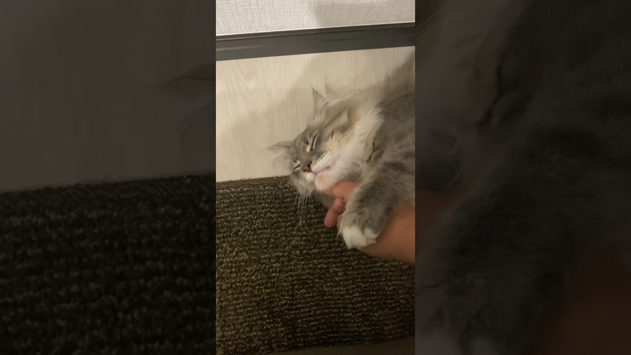 あんよ乗っけてナデナデされる猫ちゃん #ねこ動画 #サイベリアン #cat #shorts