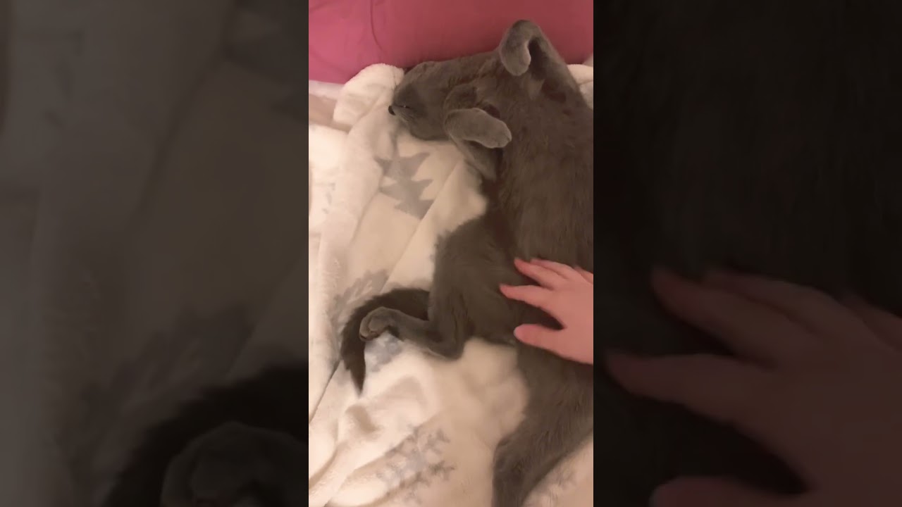 触られ放題の猫 #ロシアンブルー #しっぽ吸い #いやしねこ