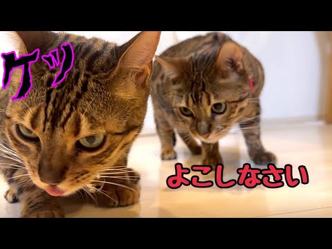 美人な母娘猫のはずが醜い闘い（ササミ）をしています