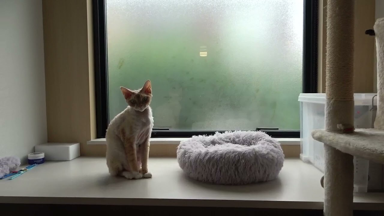 昼寝から起きて来たおっとりのデボン猫兄と落ち着きのないデボン猫弟(Devon Rex brothers woke up from a nap)