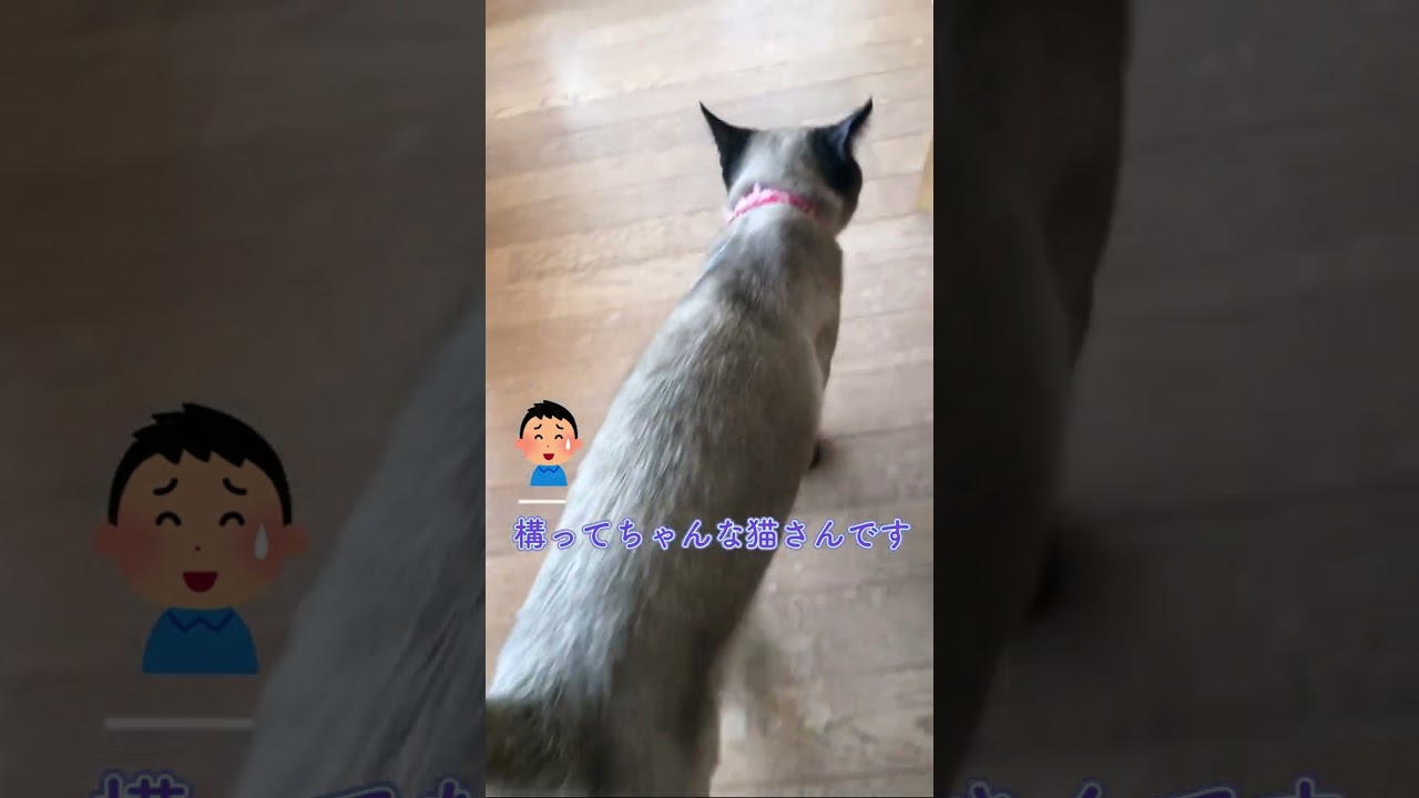CS54 遊んで欲しい猫 #猫動画 #シャム猫ミックス
