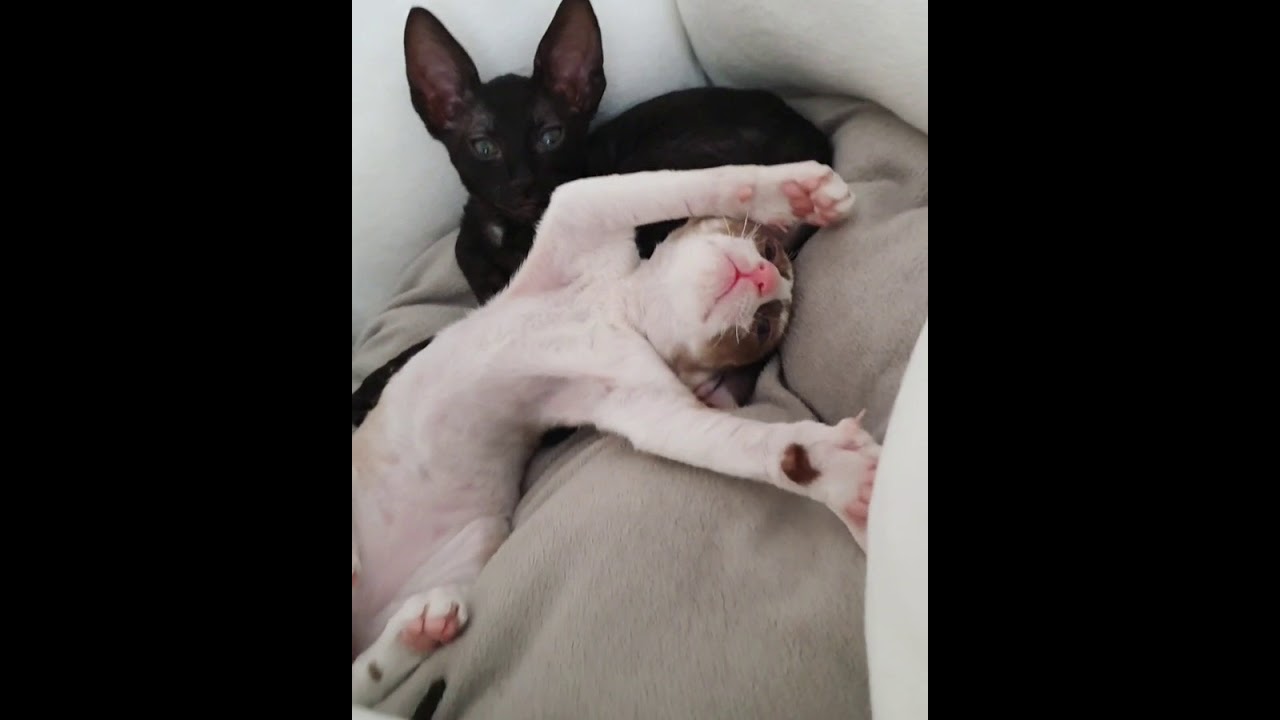 kittens Cornish Rex 2020😺