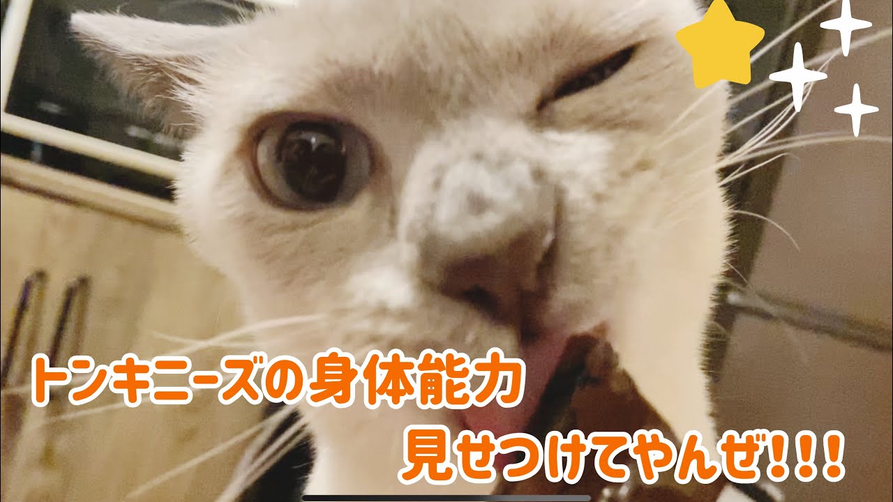 トンキニーズの身体能力！見せつけてやんぜ！！【トンキニーズ】