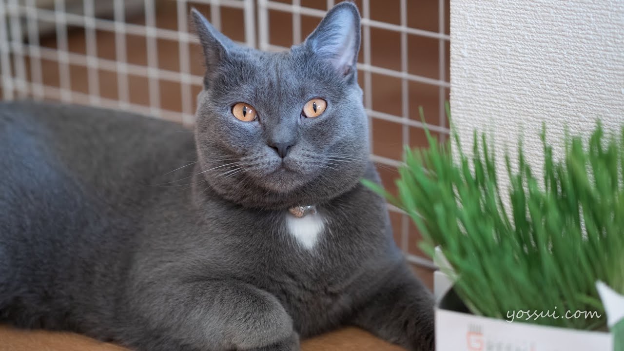 人懐っこくて可愛い猫（シャルトリュー）猫草を与えてみた