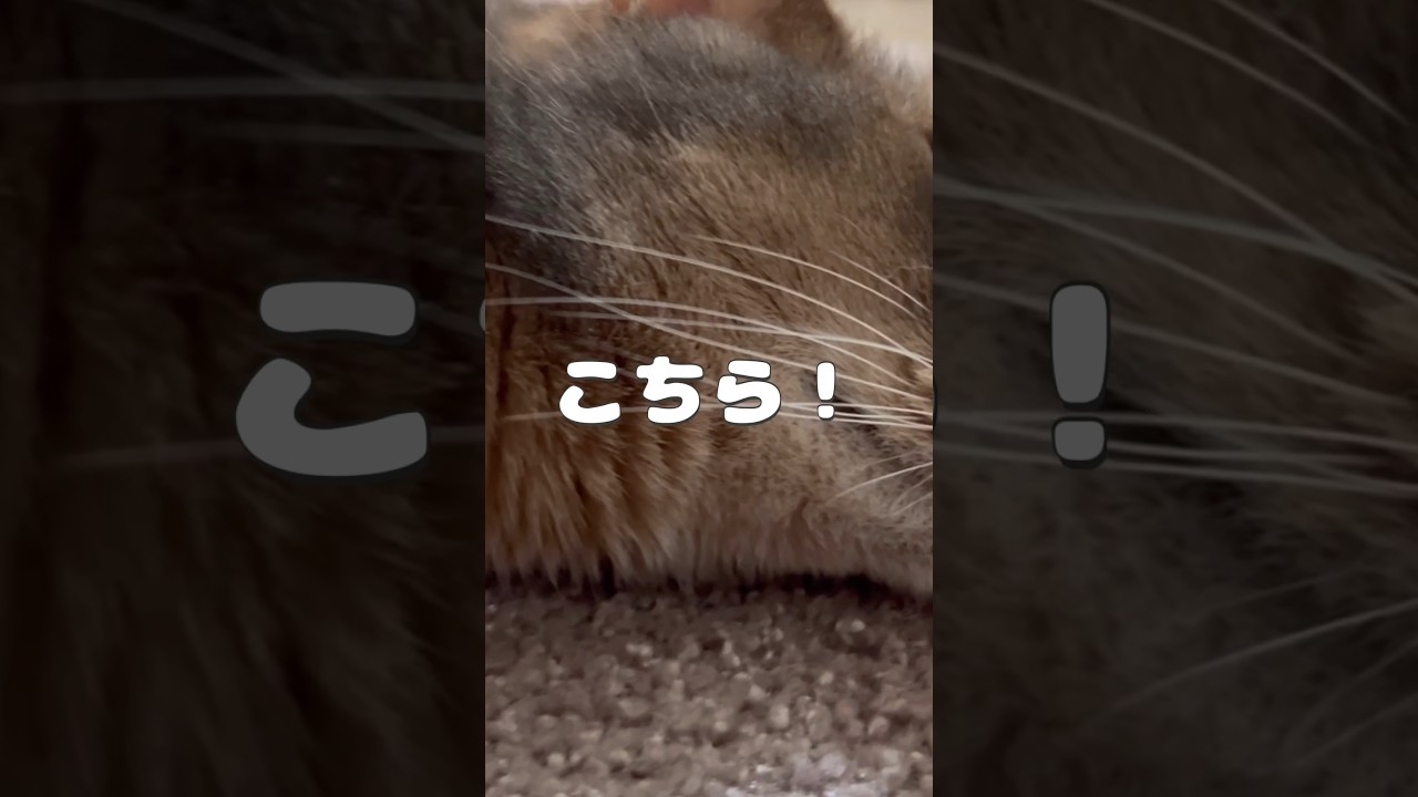 アリスちゃんの寝顔 #shorts #猫動画 #アビシニアン #cat #まな猫