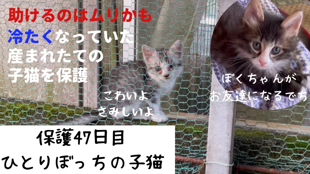 冷たくなっていた子猫の保護、47日目