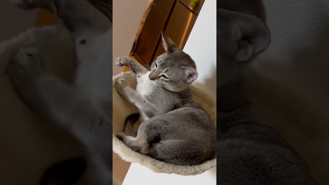 寝返りをうつ仔猫　#cute #cat #shorts #chat #funny #猫 #シンガプーラ #kucing #고양이 #猫好きさんと繋がりたい