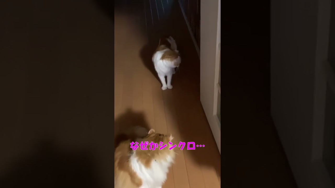 【ｱﾒﾘｶﾝｶｰﾙmocca】シンクロする猫 #shorts #ねこ #猫 #アメリカンカール