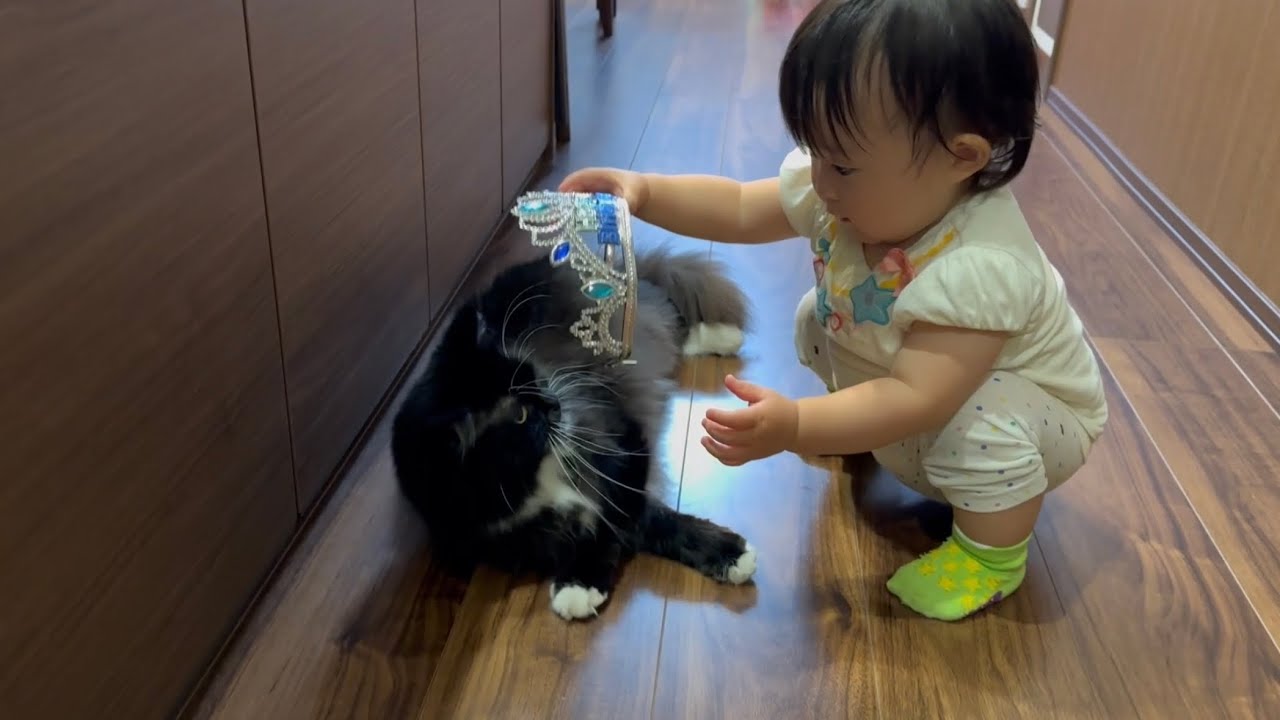 赤ちゃんからティアラをつけられる猫　ラガマフィンA cat given a tiara by a baby. Ragamuffin.