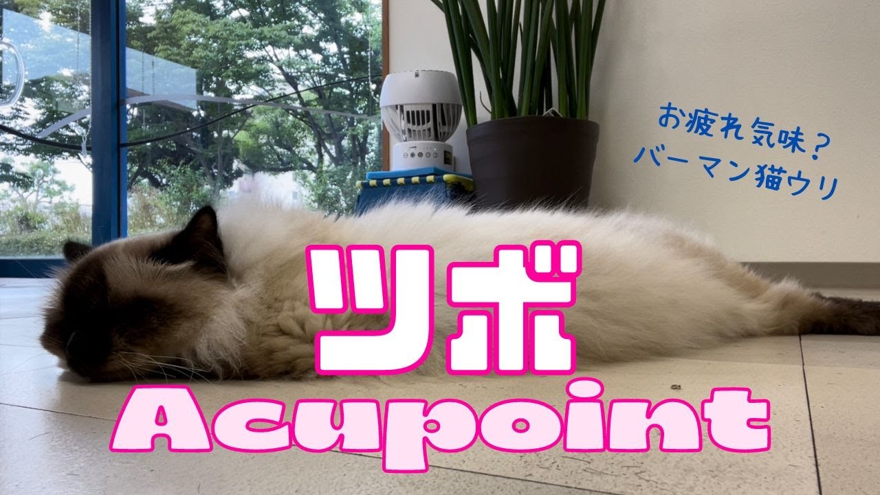 ドテッと寝転ぶバーマン猫ウリ【ツボ】Acupoint（バーマン猫）Birman/Cat