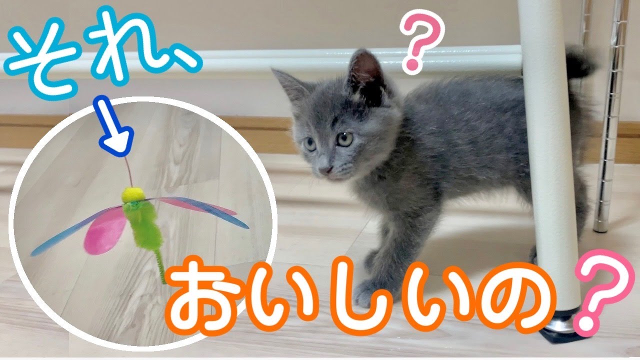 【保護猫銀太】一丁前にハントを覚えた小さな仔猫