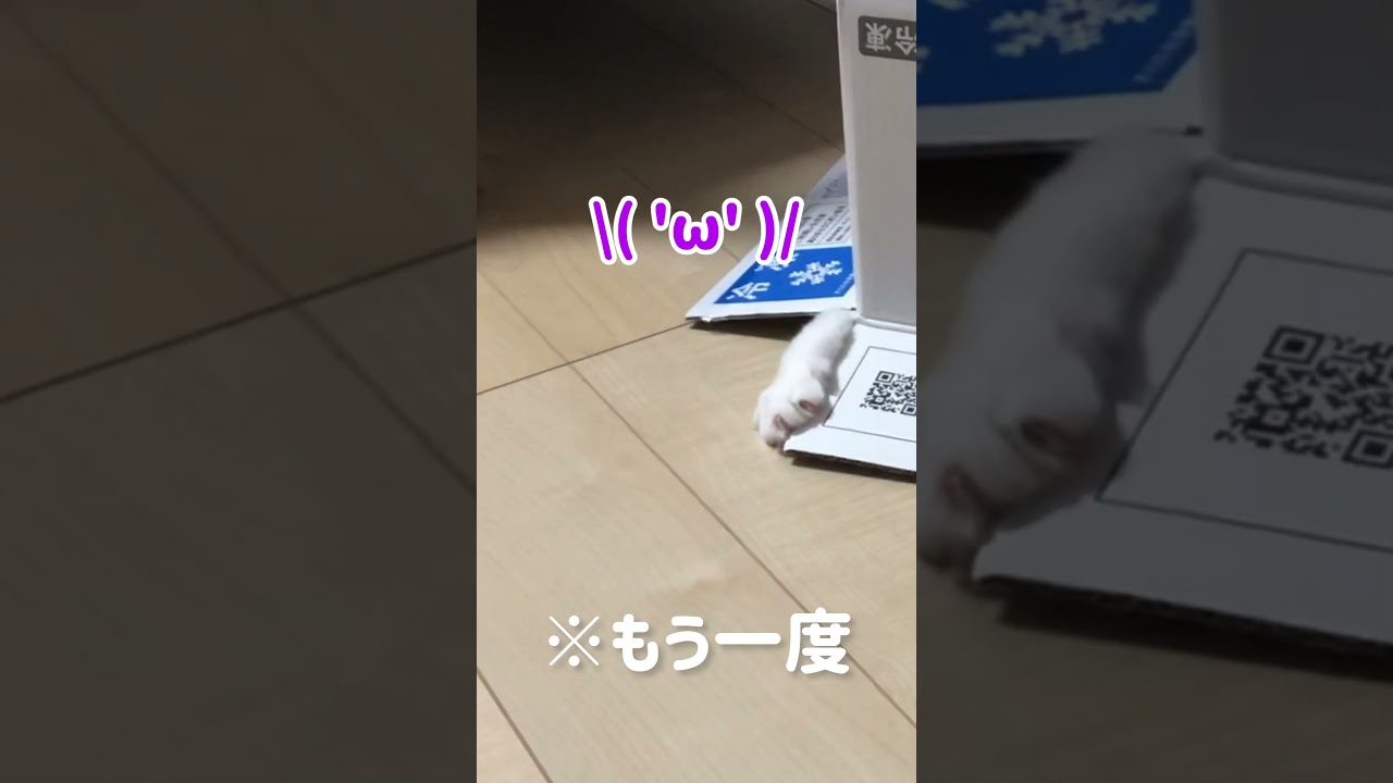 ダンボールで遊ぶ愛猫の行動が可愛すぎた【ラグドールのラテくん】 #ragdolls #cat #shorts #ラグドール