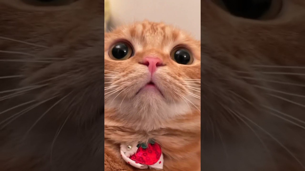 子犬！？鼻を鳴らす子猫がかわいすぎた