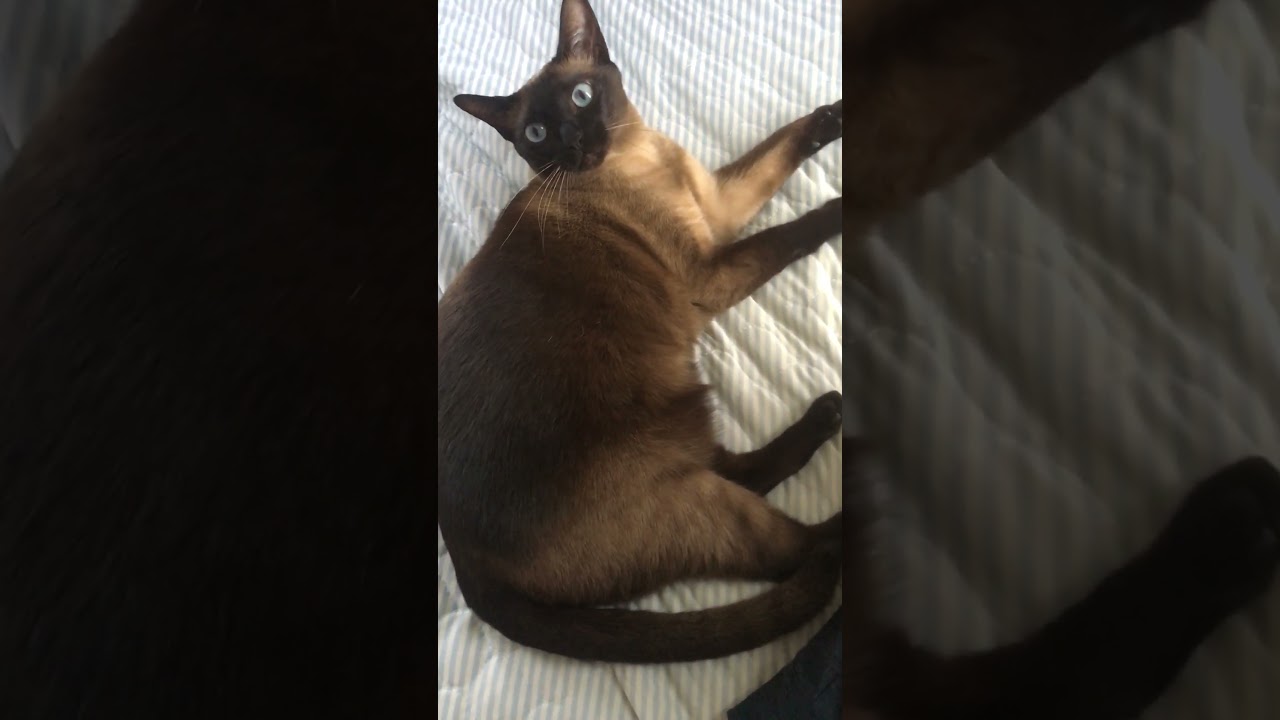 こまめに毛繕いをするシャム猫