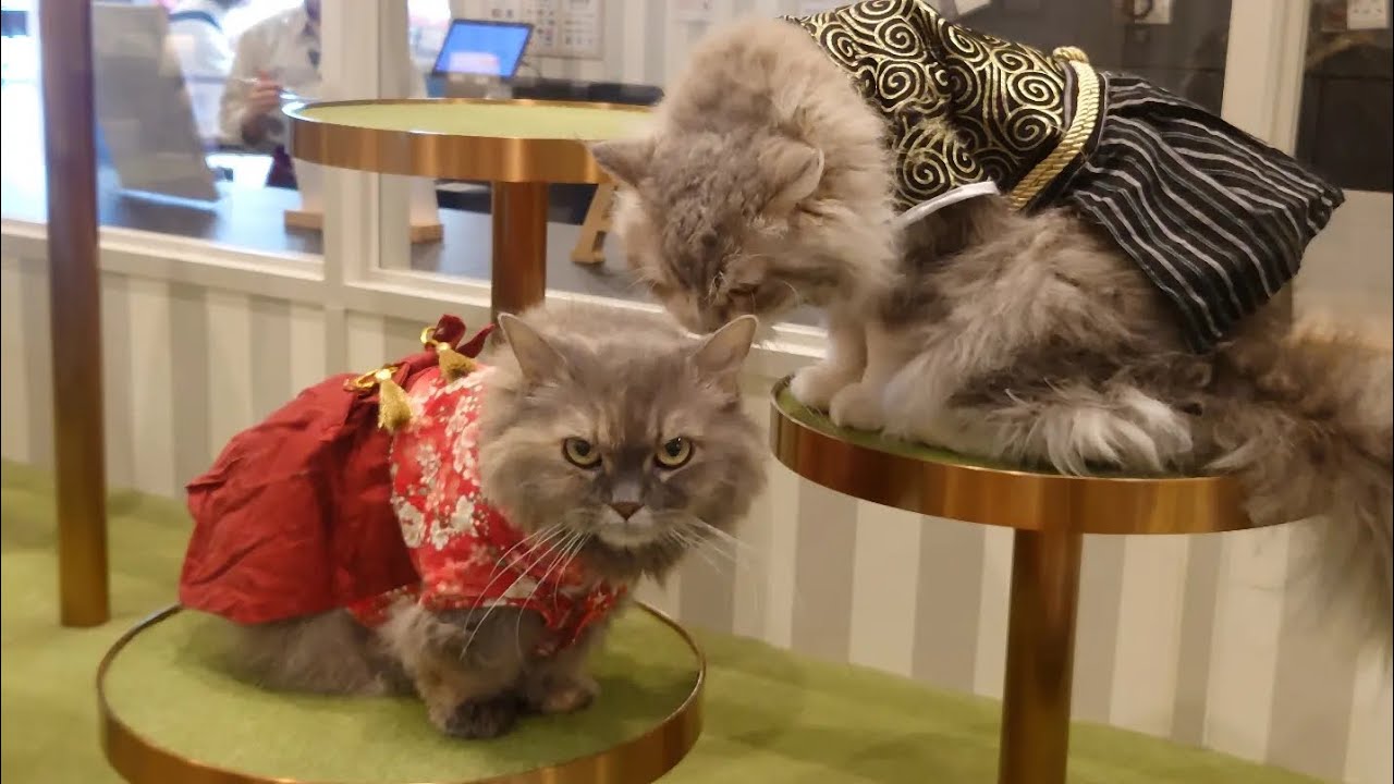 ５歳のバースデー。おめでとう🎉。ねむ(おんなのこ·左)。ヤマト(おとこのこ·右)【ネコカフェモカ大宮アルシェ店2023年3月8日】いいね!よろしく。