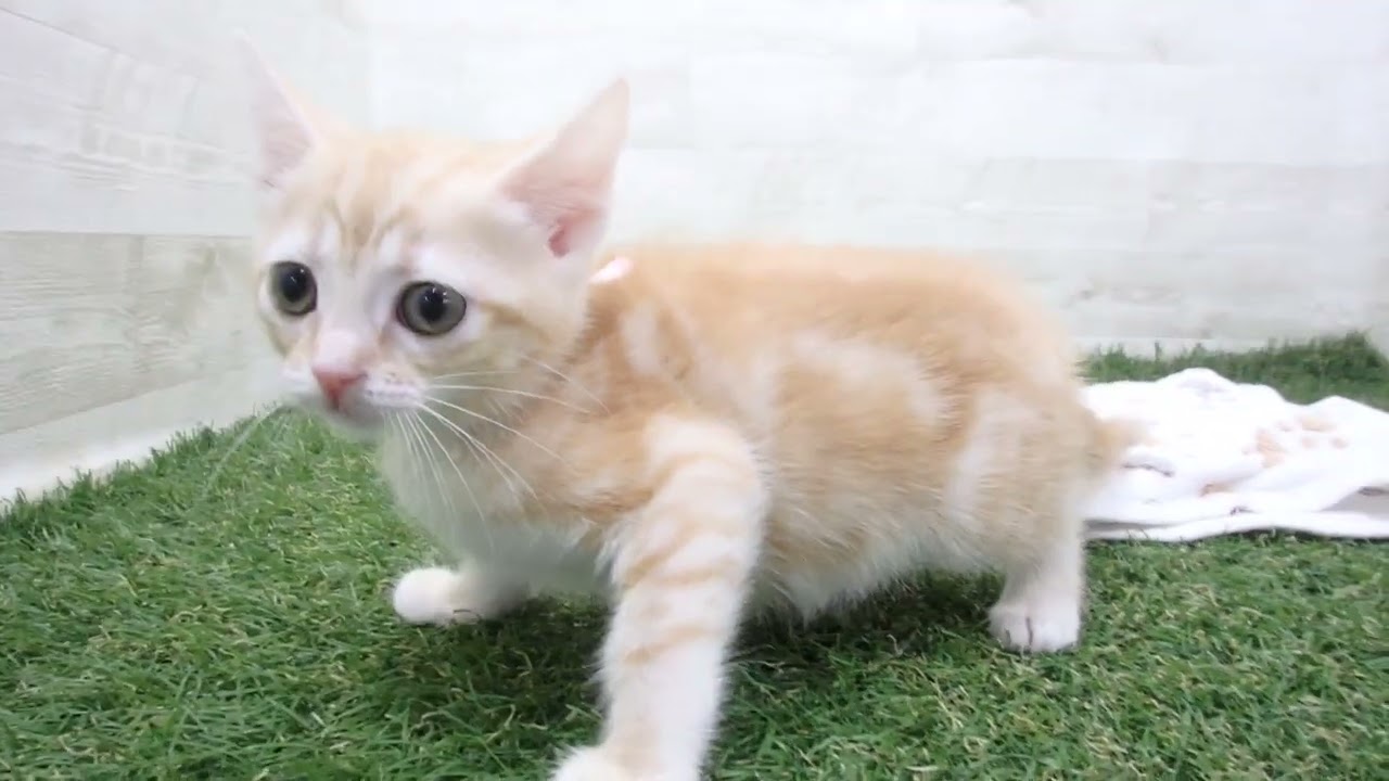 Coo&RIKU　No00634298 アメリカンショートヘアー