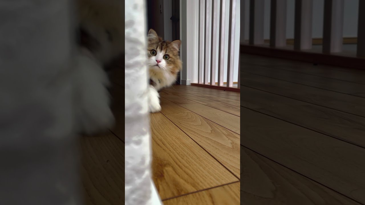 かけよってくる短足猫ちゃん♪#Shorts #短足