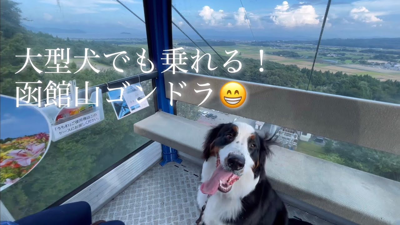 【バーニーズマウンテンドッグ】大型犬も乗れるゴンドラ！函館山に行って来た！【函館山】【大型犬とお出掛け】