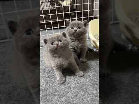 スコティッシュフォールド ブリスコくんです。