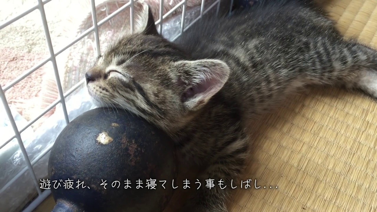 続、朝起きたら庭で野良猫が子供を産んでました その3