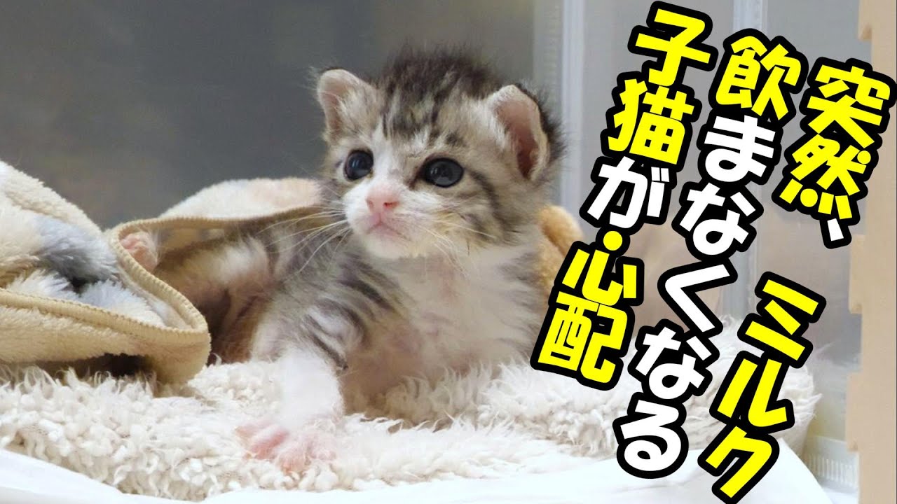 突然、ミルクを飲まなくなった子猫が心配【赤ちゃん猫　保護猫】