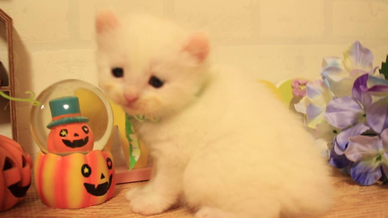 猫ハウスマイケルランド