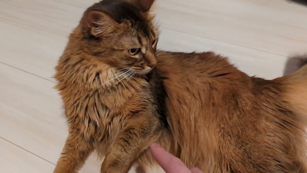 【492日目】嫌なときもある #ソマリ #cat