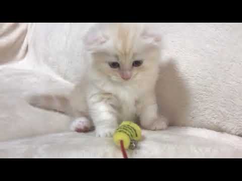 2018年4月15日産 スコティッシュフォールド赤ちゃん