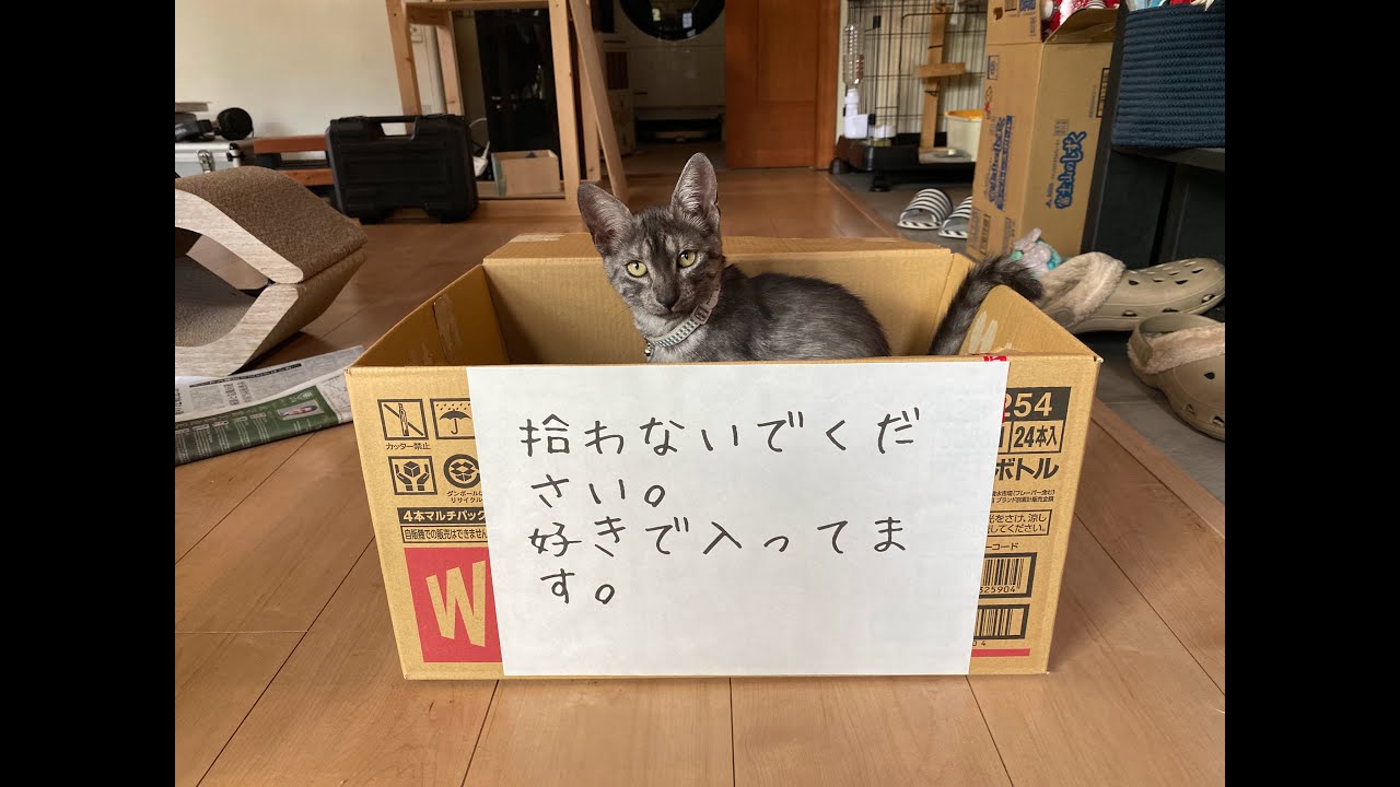 部屋キャン猫編【ボ～ッと見る猫動画エジプシャンマウ】