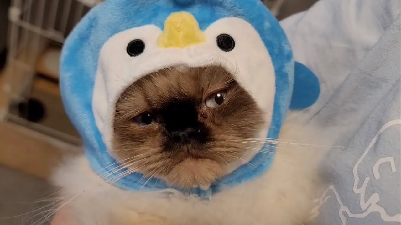 【ヒマラヤン】あけましておめでとうございます【新年の挨拶】