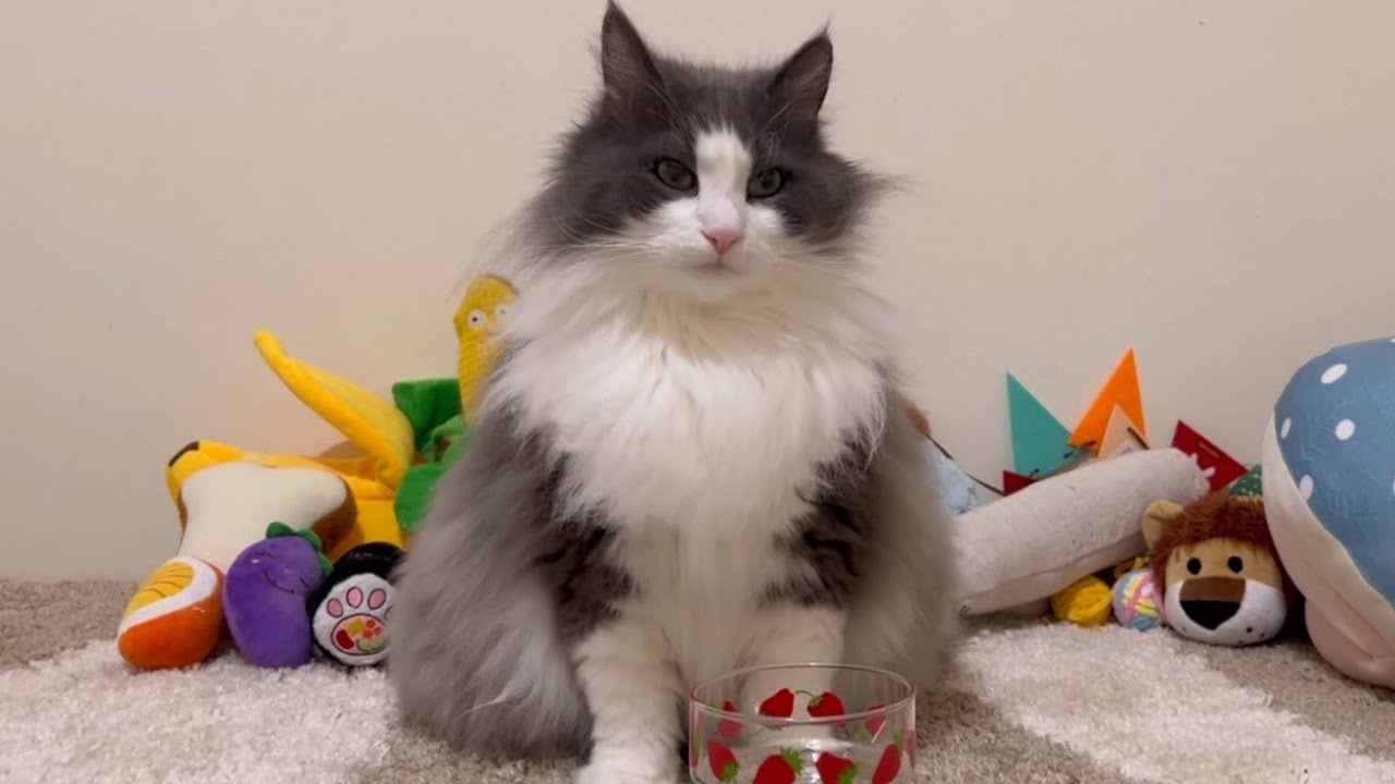 【裏側】誕生日パーティー後のもふ猫たちが可愛い💖ノルウェージャンフォレストキャットとターキッシュアンゴラ