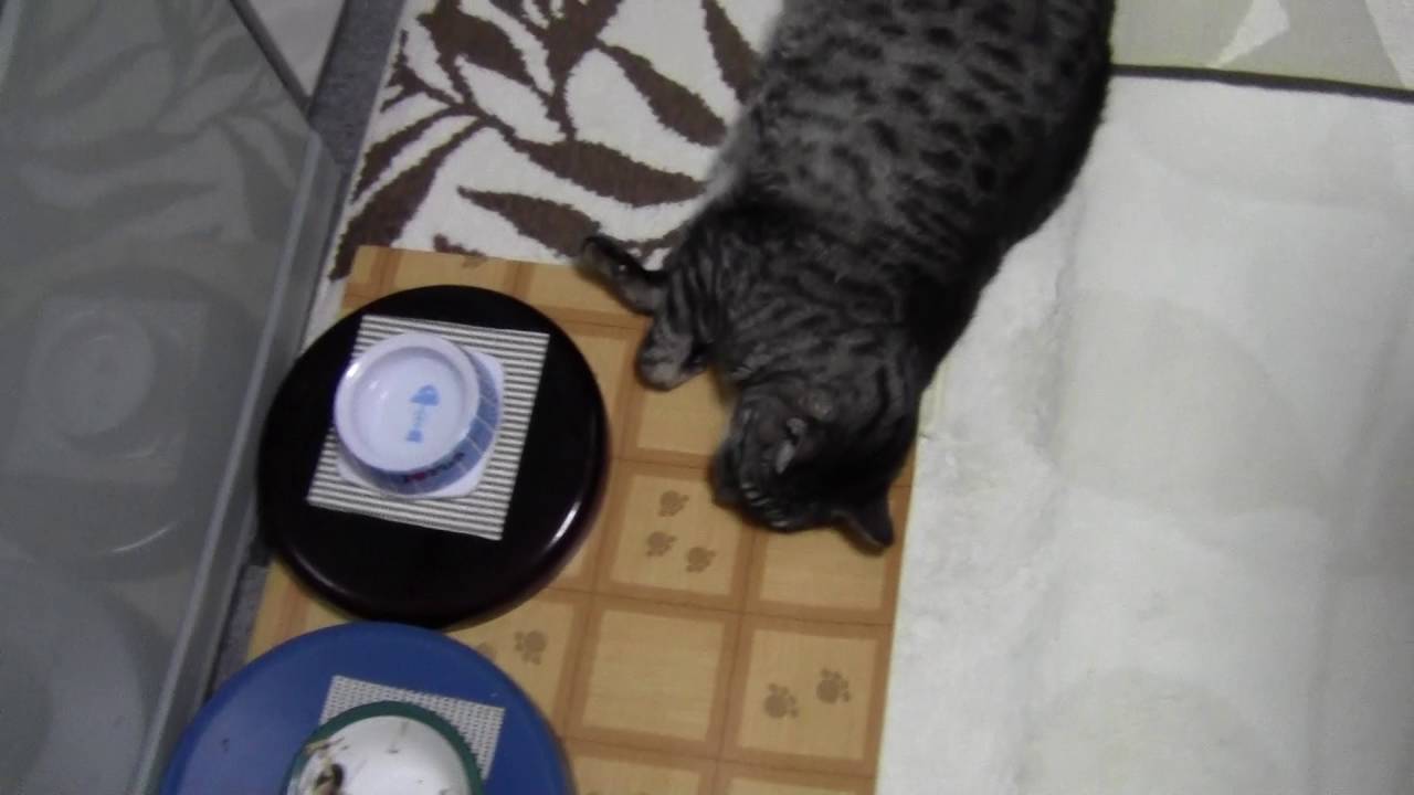 ♂りき１９歳　オシキャット（Ocicat） 狸寝入り？＾＾(fox sleep)