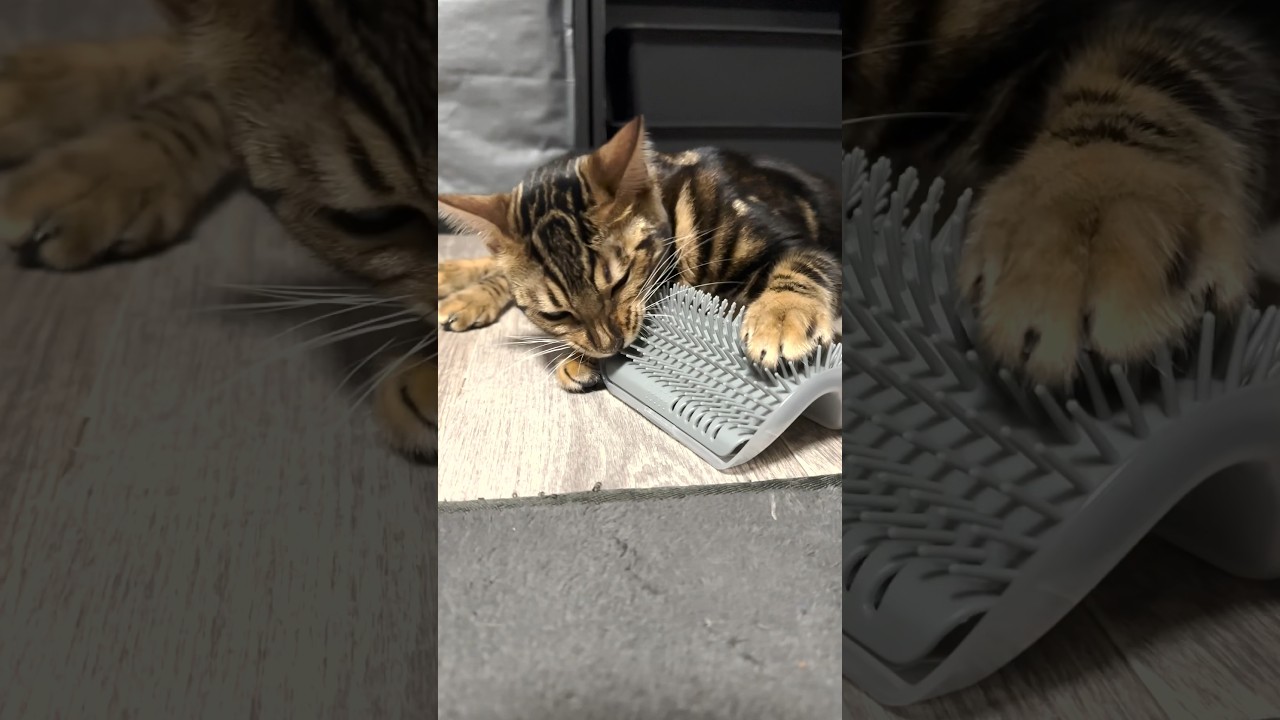 どうしたらいいのかわからない子猫 #shorts #cat #ベンガル