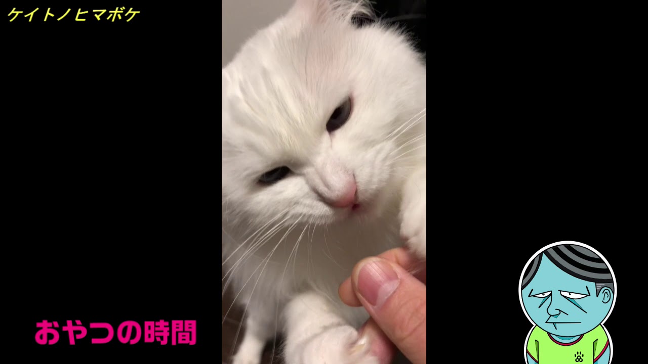 ケイトノヒマボケ  ミーの巻