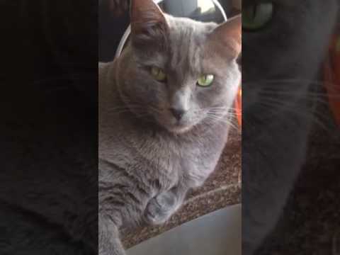 Philosophical Horton our 7yr old beautiful Korat cat