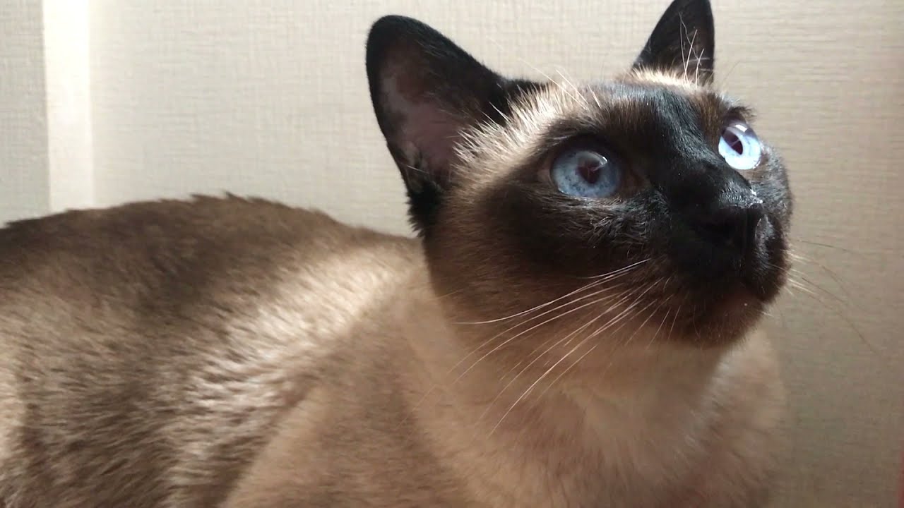 まつげバサバサに見えるトンキニーズなのにゃ♪
