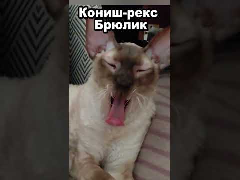 Недовольный корниш-рекс Брюлик / разбудили