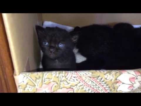 産まれたての黒猫ボンベイ達★ Black bombay cat（黒のボンベイ猫）