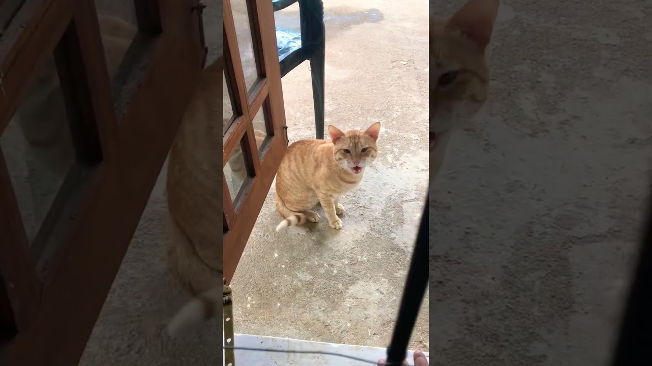 cutest and funniest golden brown cat vedios. cats lifestyle diary 🤩♥️✅