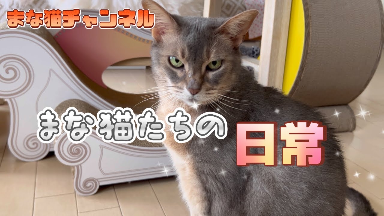 まな猫たちの日常 #猫動画 #ノルウェージャンフォレストキャット #アビシニアン #サイベリアン #cat #まな猫 #ねこのいる生活