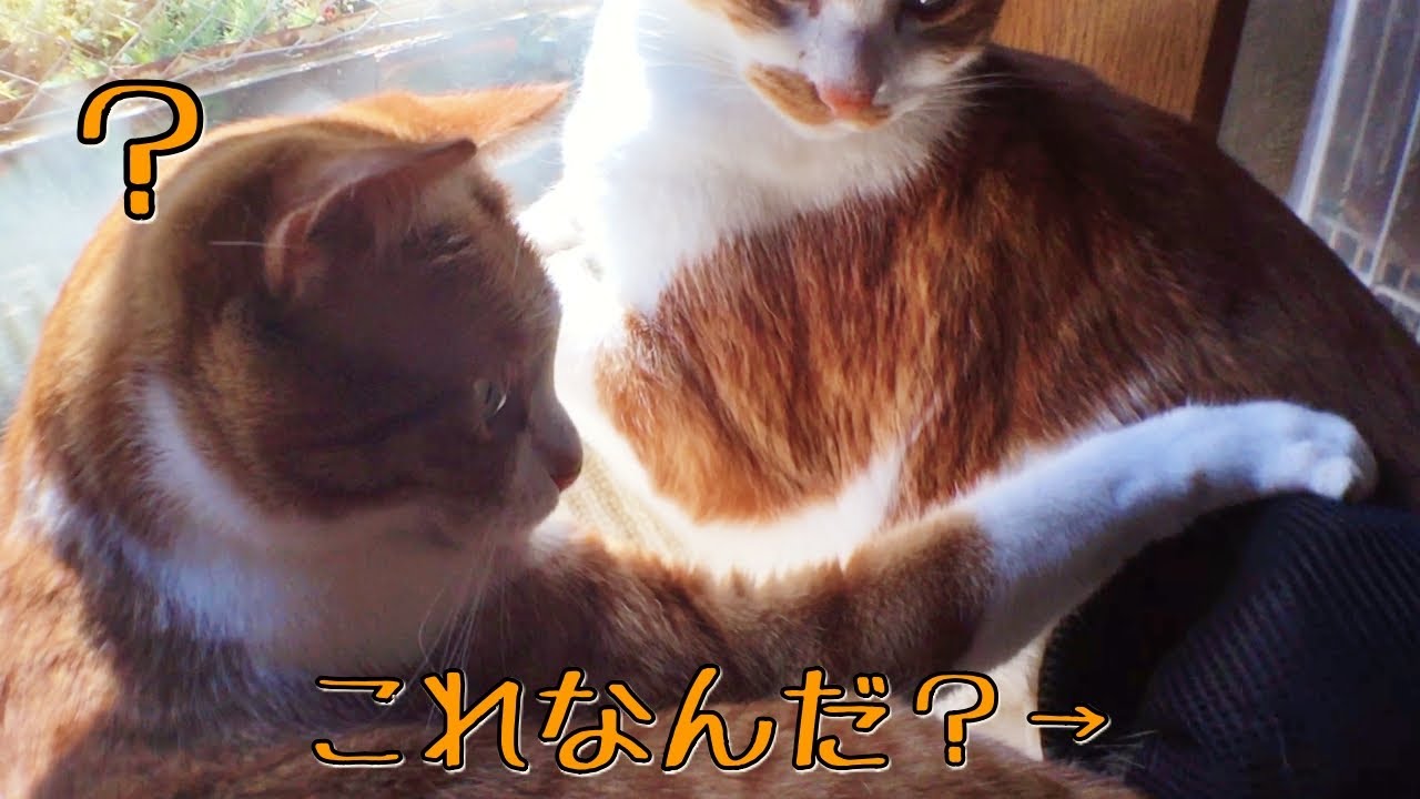 ブラッシングできる手袋でキレイキレイされる、ねこさん