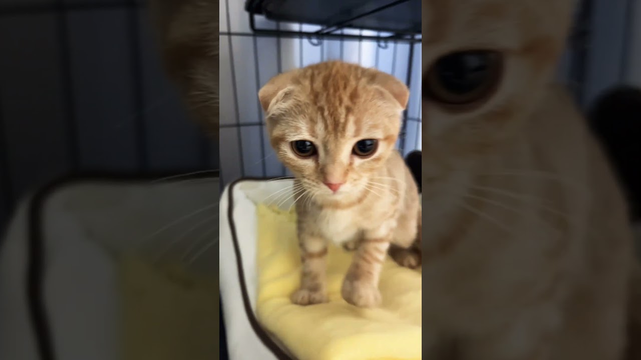 新入り子猫小春ちゃん #スコティッシュフォールド折れ耳 #かわいい猫 #子猫