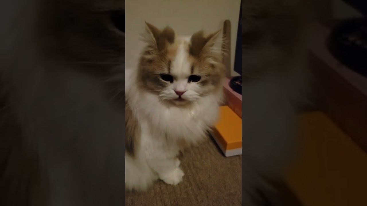 こんな感じ︎💕︎#スコティッシュ#ヒマラヤン