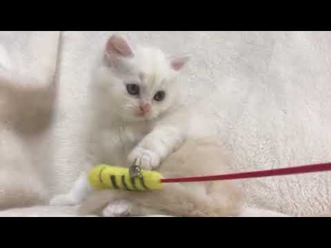 2018年4月15日産 スコティッシュフォールド赤ちゃん