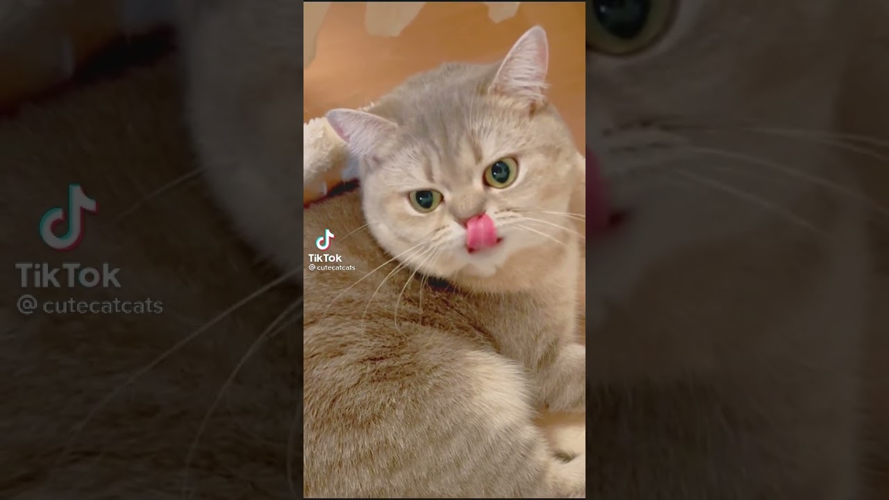 Cute Brown Cat #shorts #youtubeshorts #viral #fyp #foryou #catvideos #cutecats #catmeowing #meow