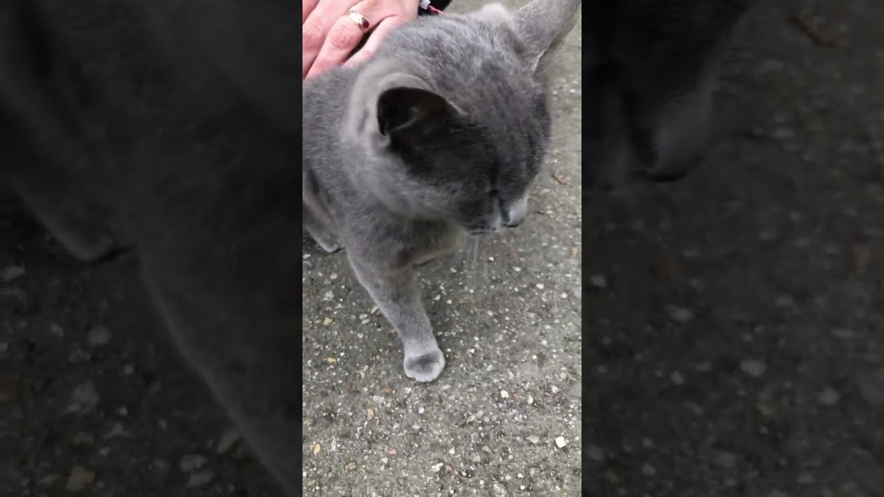 Petting Korat cat challenge please subscribe #viralvideos #viralshorts #cats