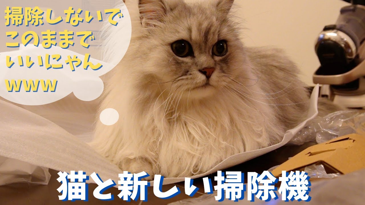 猫と新しい掃除機｜ラガマフィンのラガさん