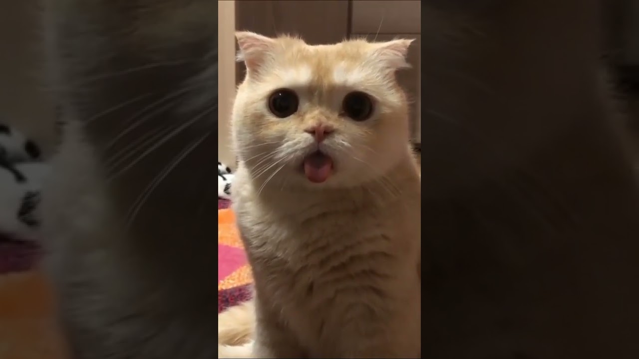 So funny cat | Funny kitten | Cute Max #cats #catlover #funnycats