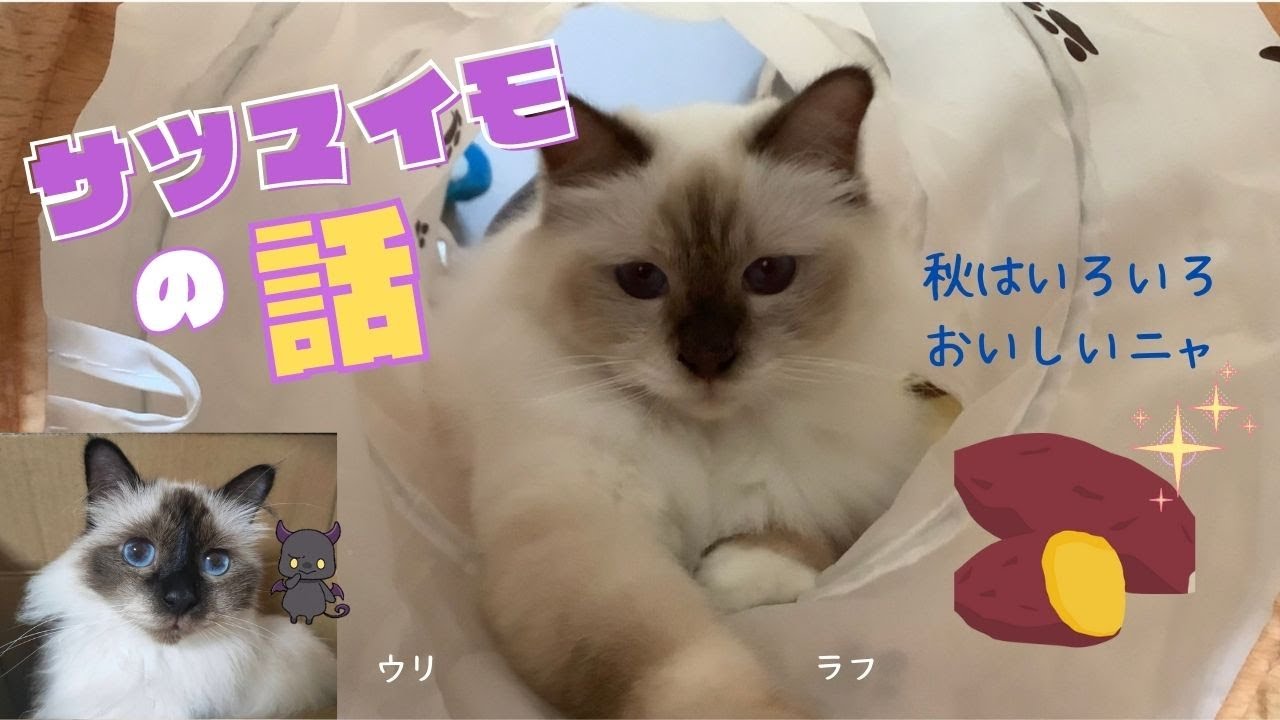 バーマン猫の秋の楽しみ【サツマイモの話】The story of sweet potatoes（バーマン猫）Birman/Cat